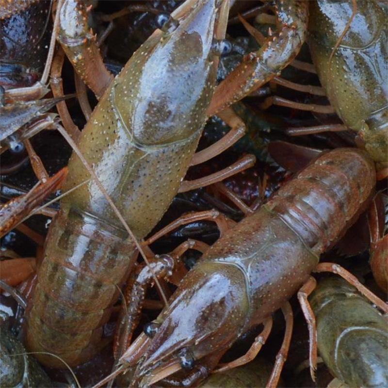 龍蝦批發(fā)行情,?? 龍蝦批發(fā)行情大揭秘 ??