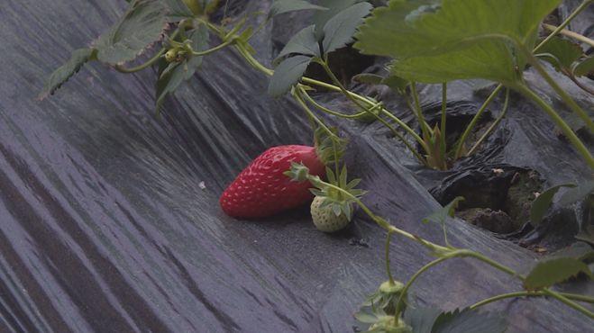 科技引領(lǐng)新生活，重慶雙福蔬菜價(jià)格行情實(shí)時(shí)掌握，蔬菜市場(chǎng)動(dòng)態(tài)盡在眼前