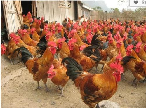 今年雞的行情，見證溫馨故事與市場價格波動