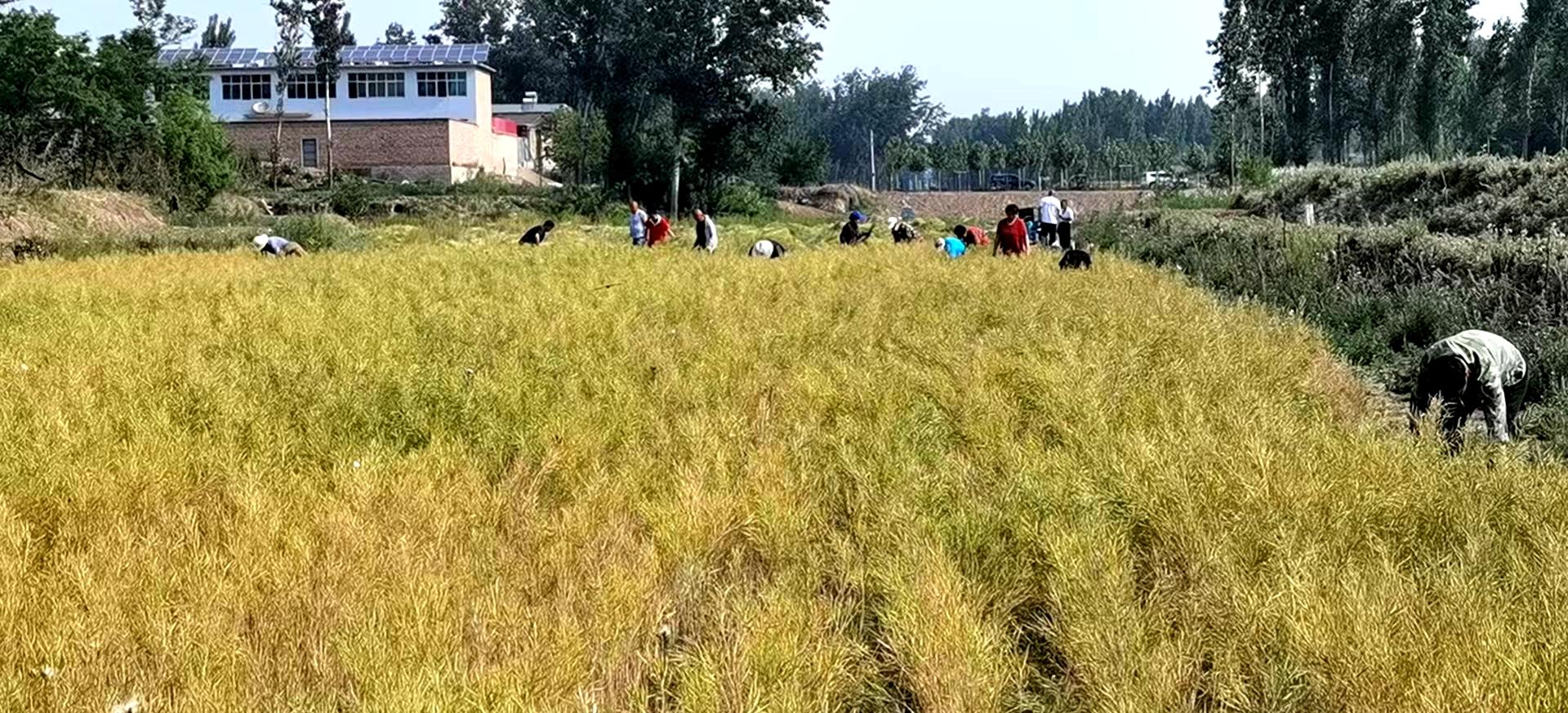 河北高碑店，城市蛻變與勵志之火燃燒不息