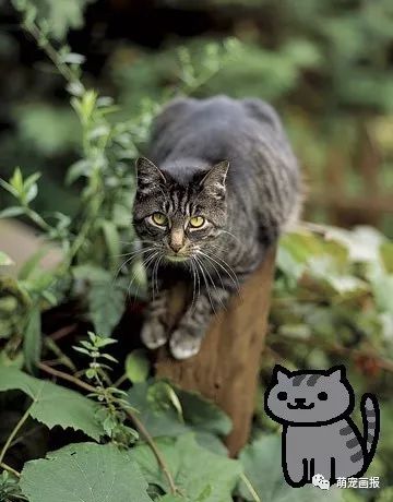 貓咪后院新秀精選，貓界新星成長記的勵(lì)志之旅