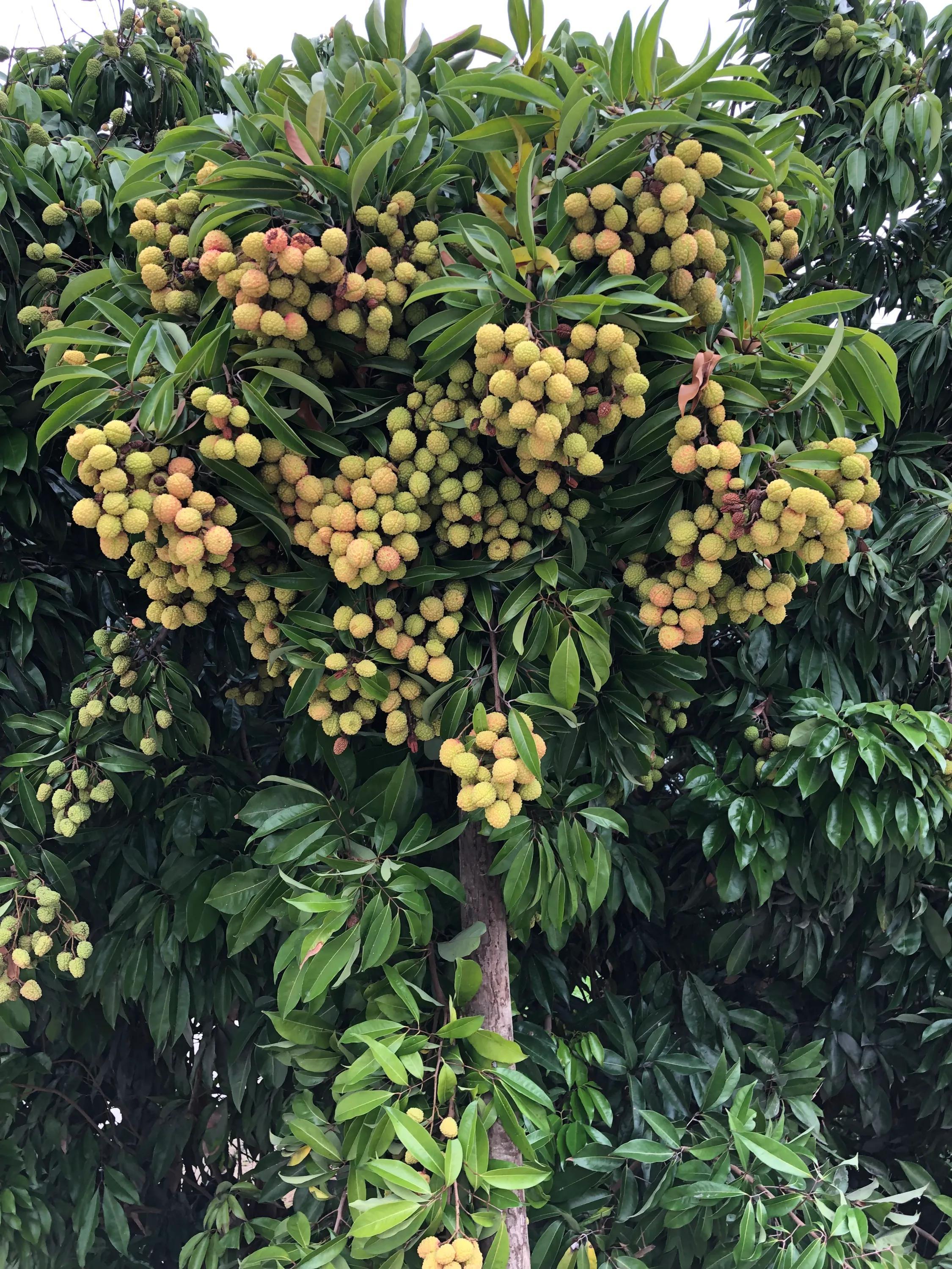 荔枝的成熟季節(jié)與上市月份，回溯荔枝的地位及成熟季節(jié)探討