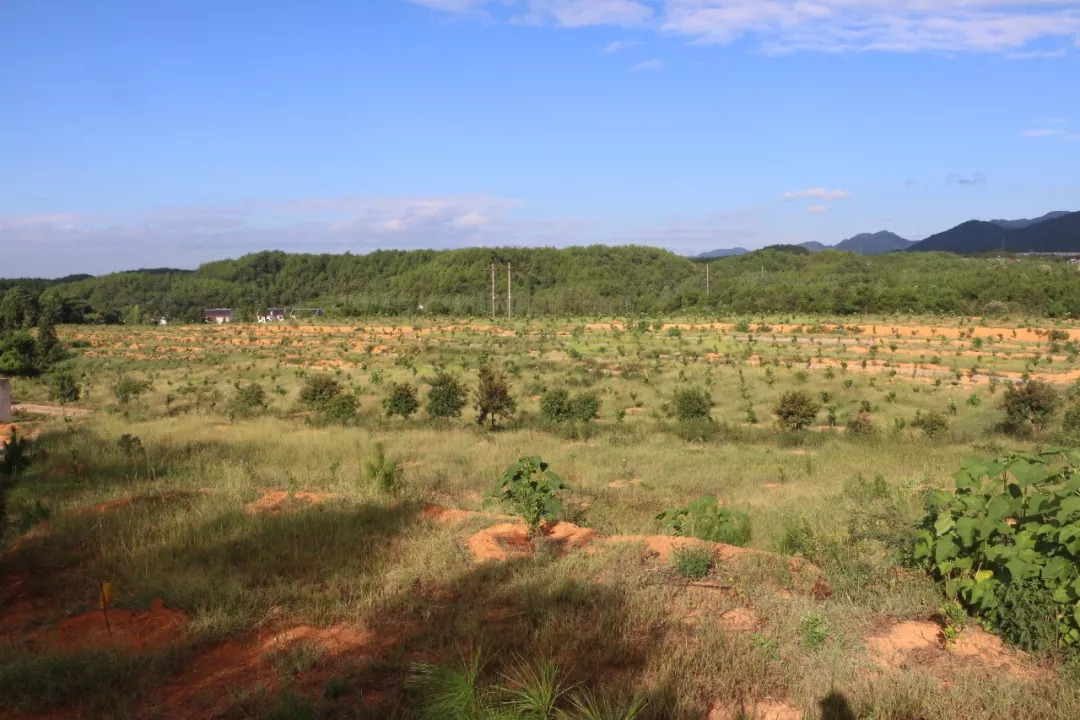 最新鄉(xiāng)愁，心靈的歸宿與時(shí)代的交融變遷