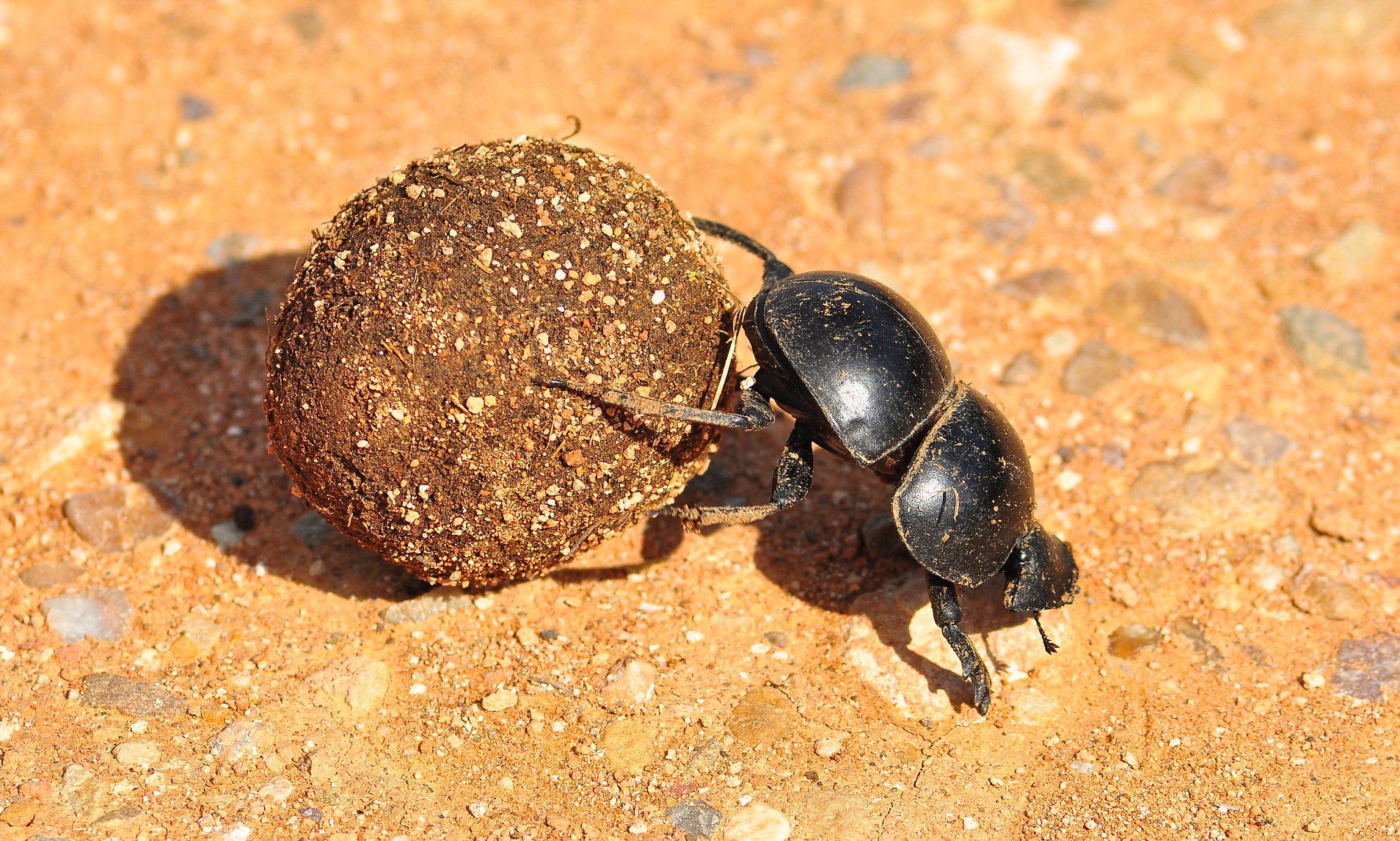 探索自然界新奇跡，最新蟲種揭秘