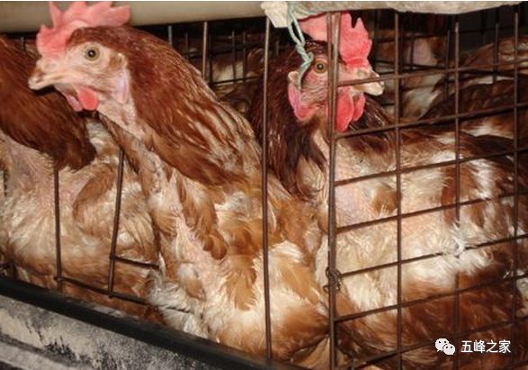 肉毛雞價(jià)格最新行情分析與趨勢預(yù)測