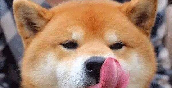 女人愛狗狗舔私處背后的情感之旅，一場尋找內(nèi)心平靜的探險之旅